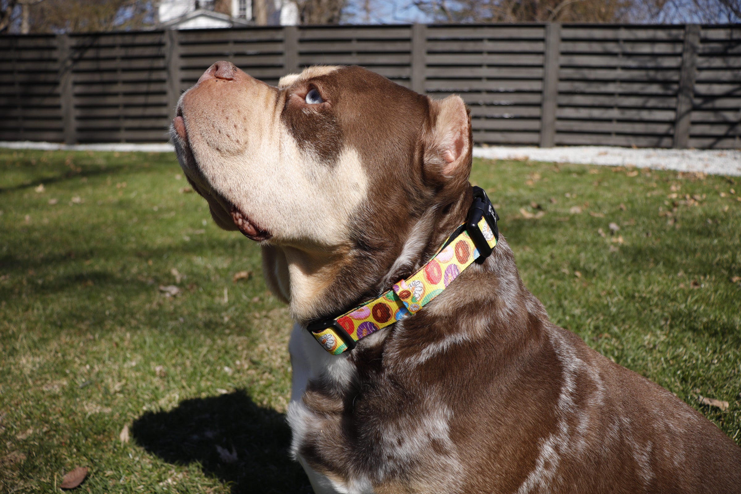 Donut Dog Collar