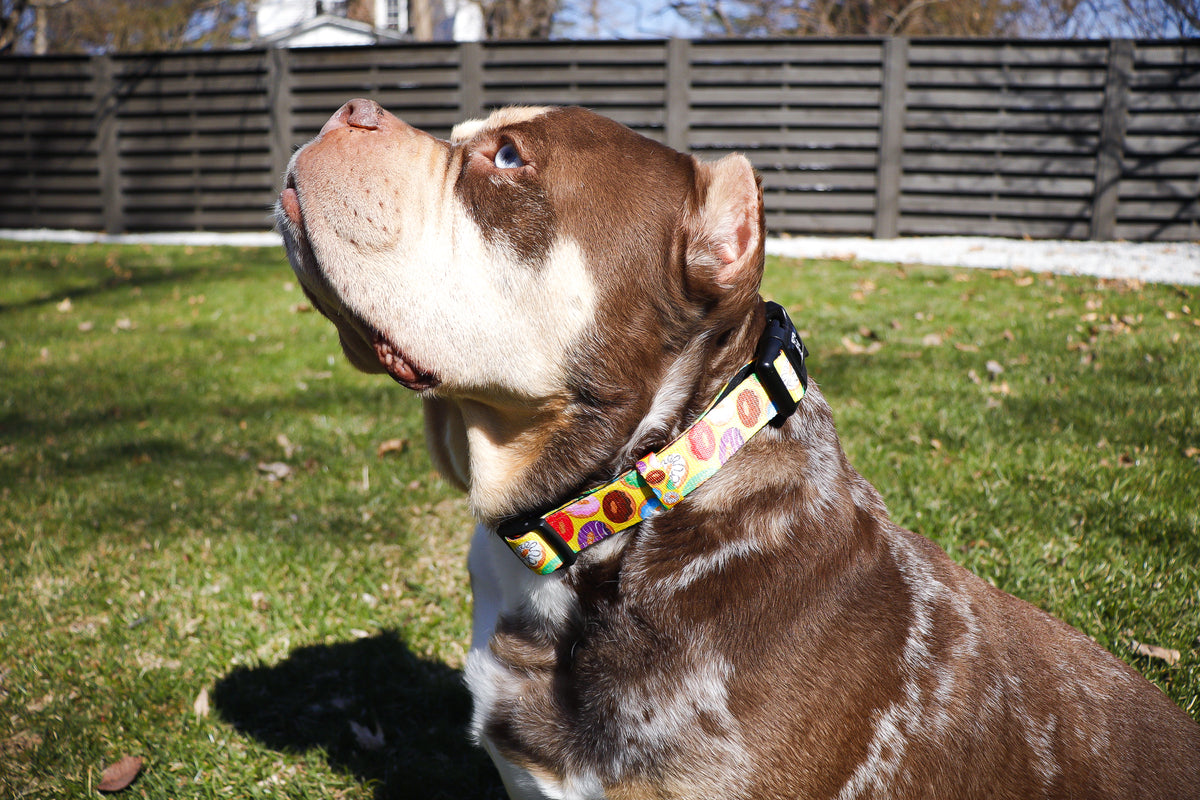 Donut Dog Collar