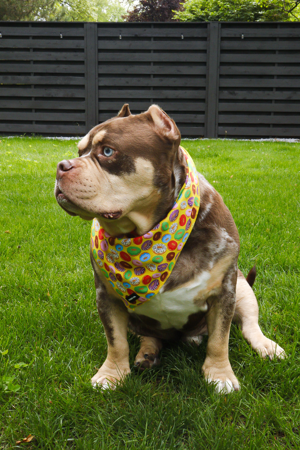 Donut Bandana