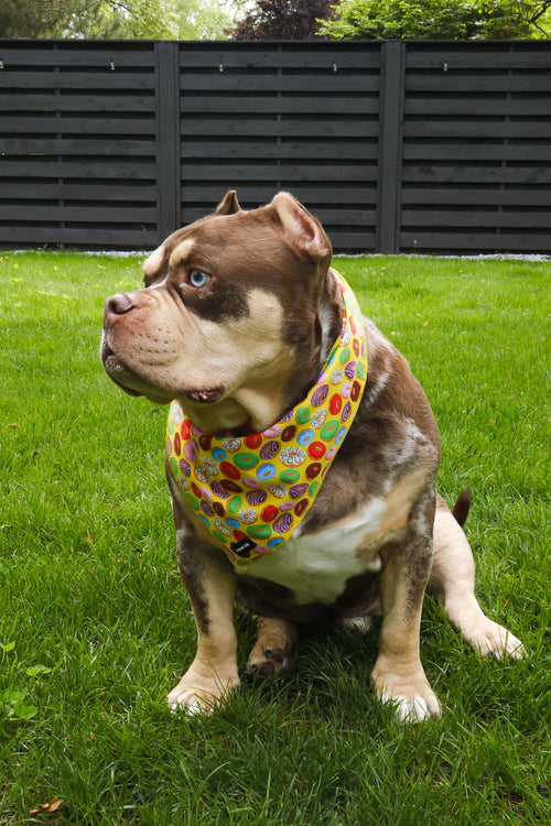 Donut Bandana
