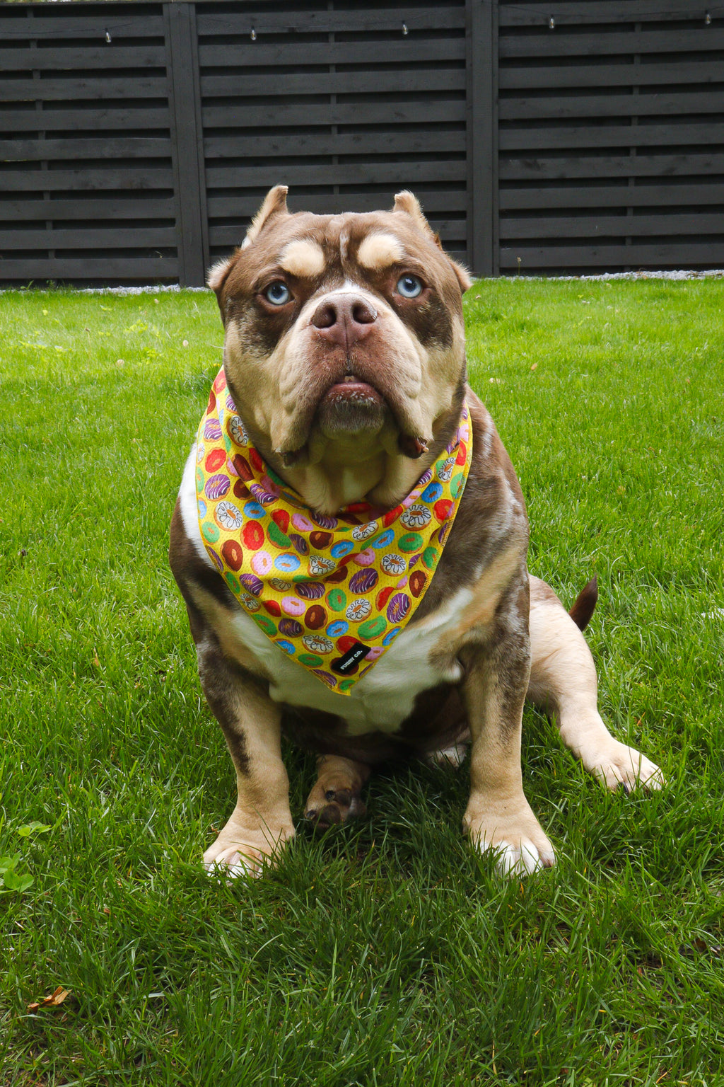 Donut Bandana