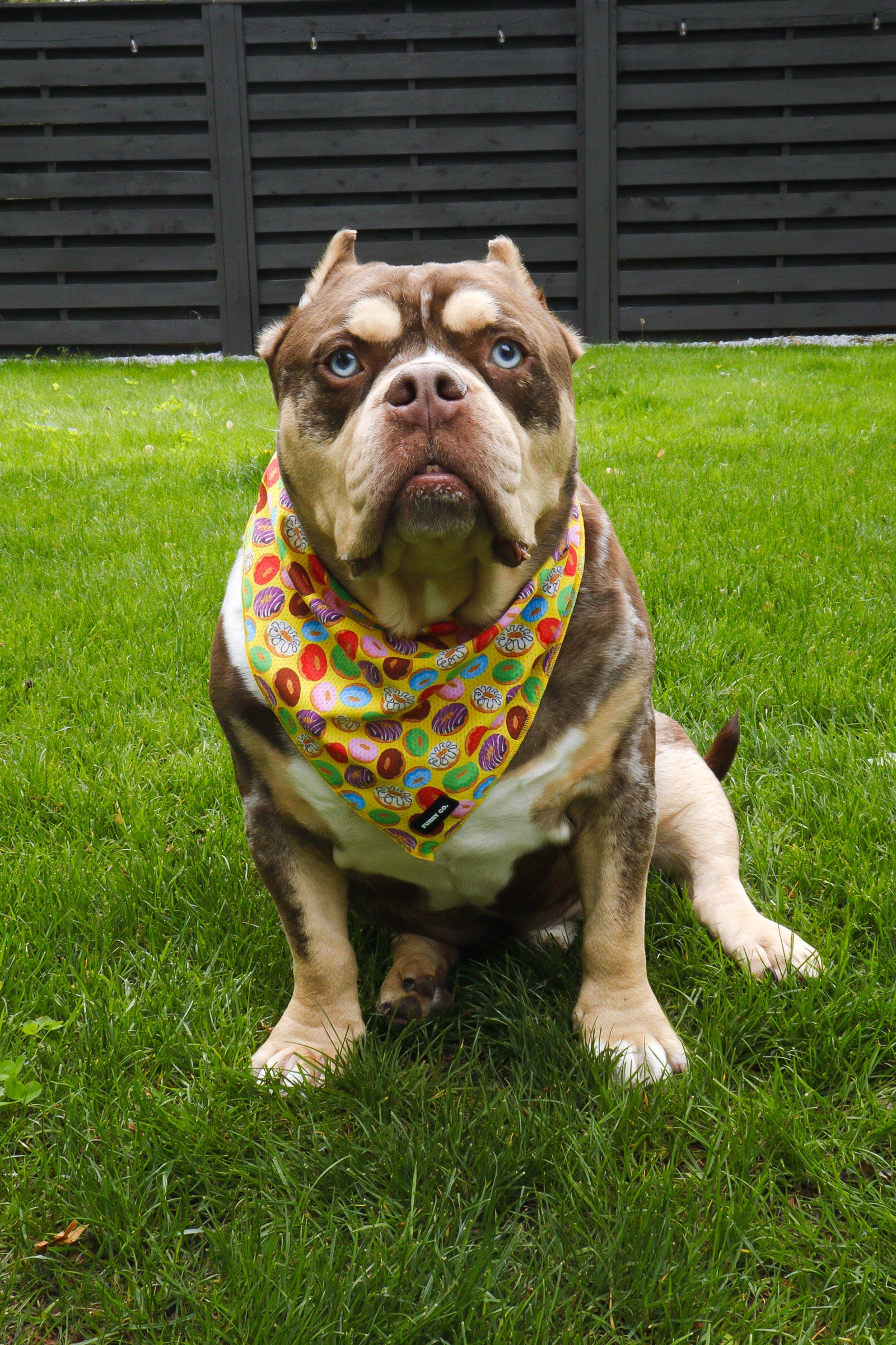 Donut Bandana