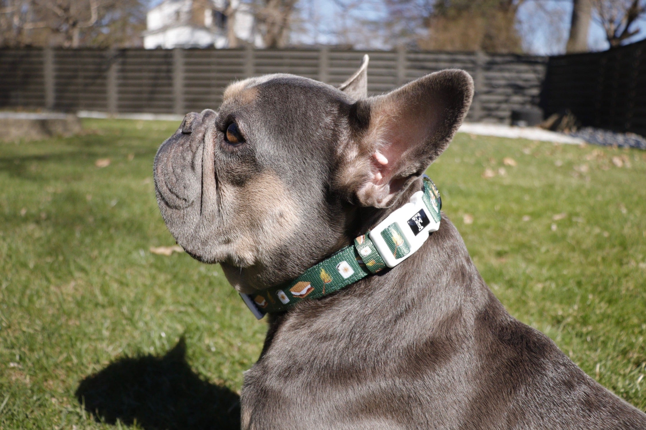 S'mores Dog Collar