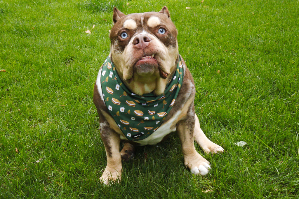 S'mores Bandana