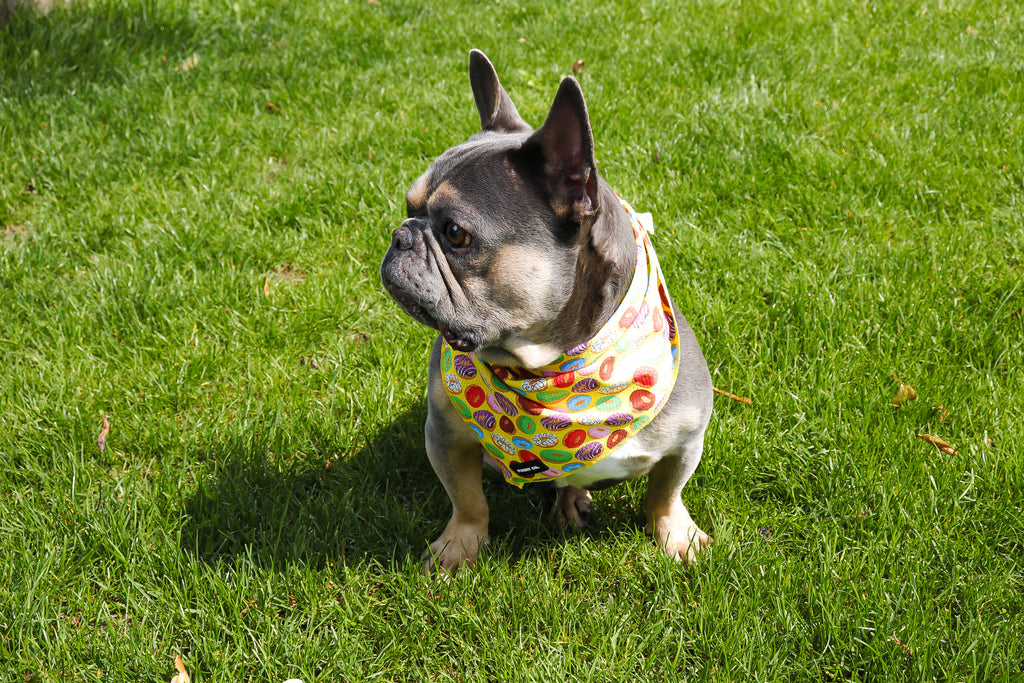 Donut Bandana
