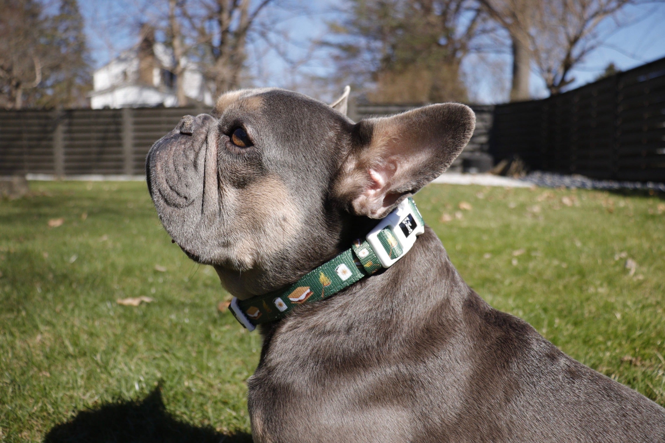S'mores Dog Collar