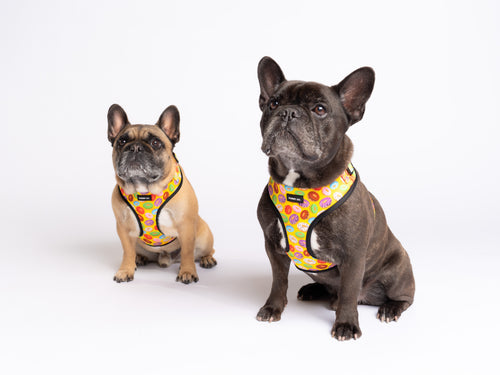Donut Adjustable Dog Harness