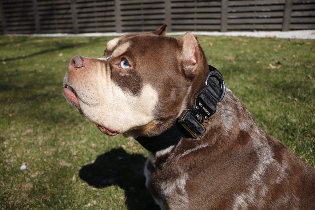 Tactical Collar
