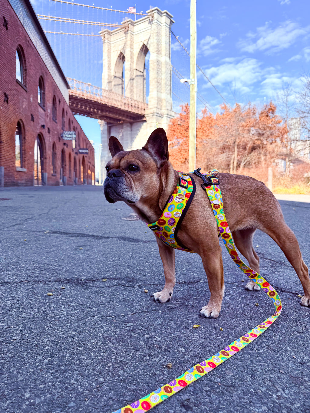 Donut Adjustable Dog Harness