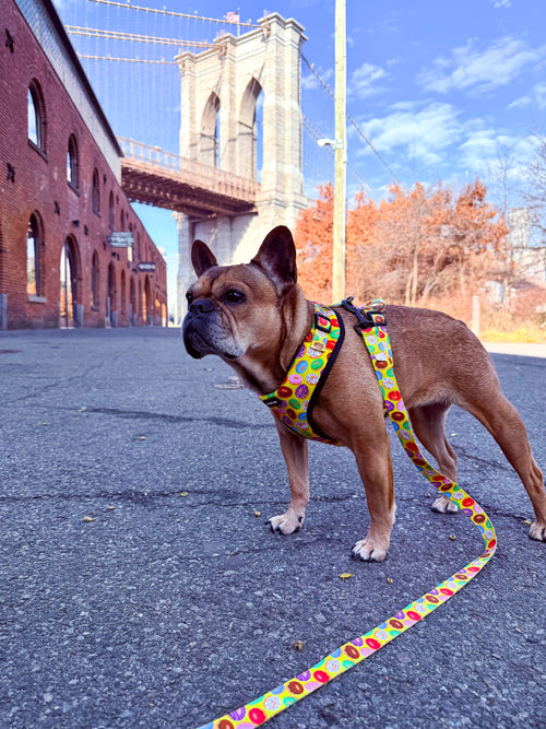 Donut Adjustable Dog Harness
