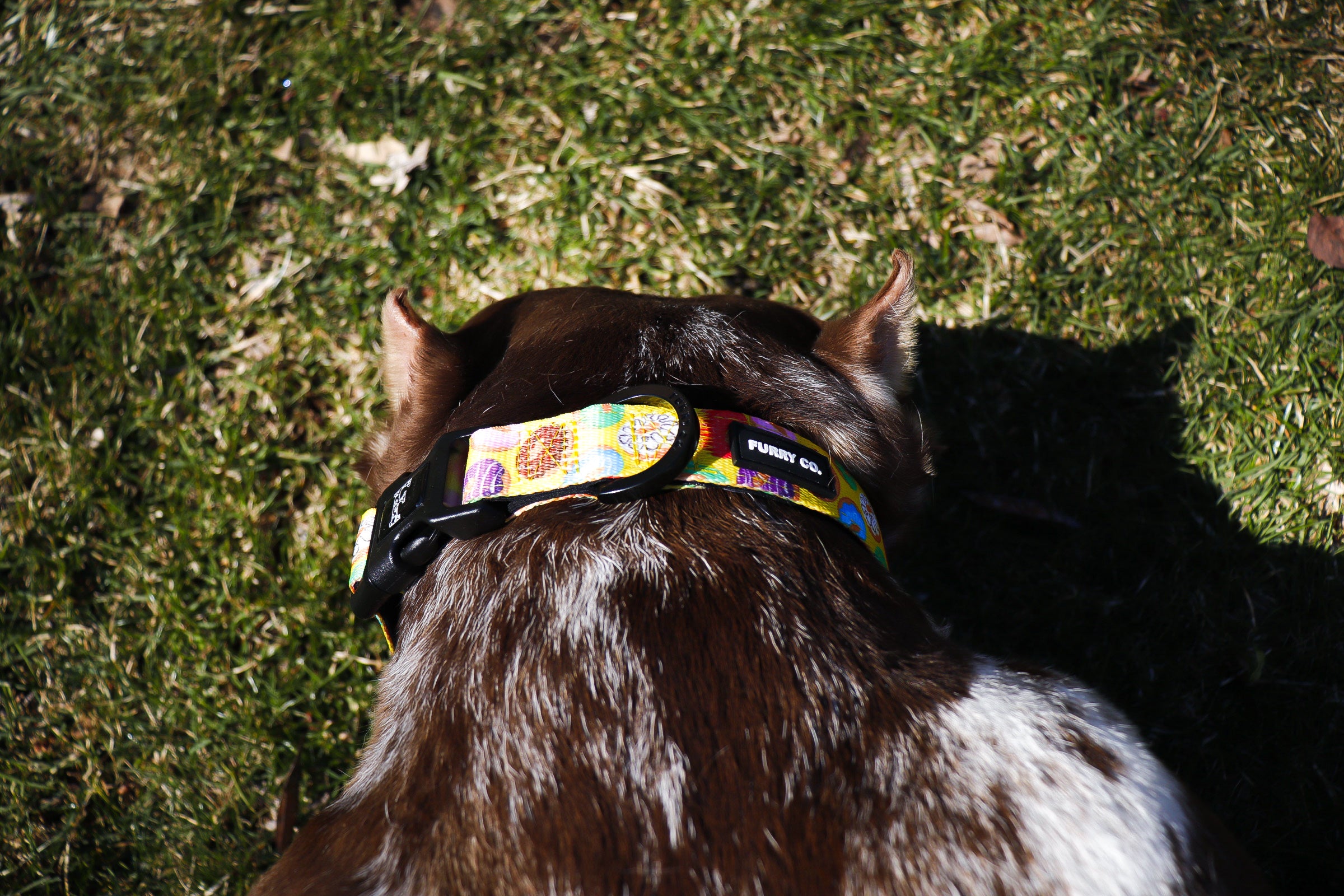 Donut Dog Collar