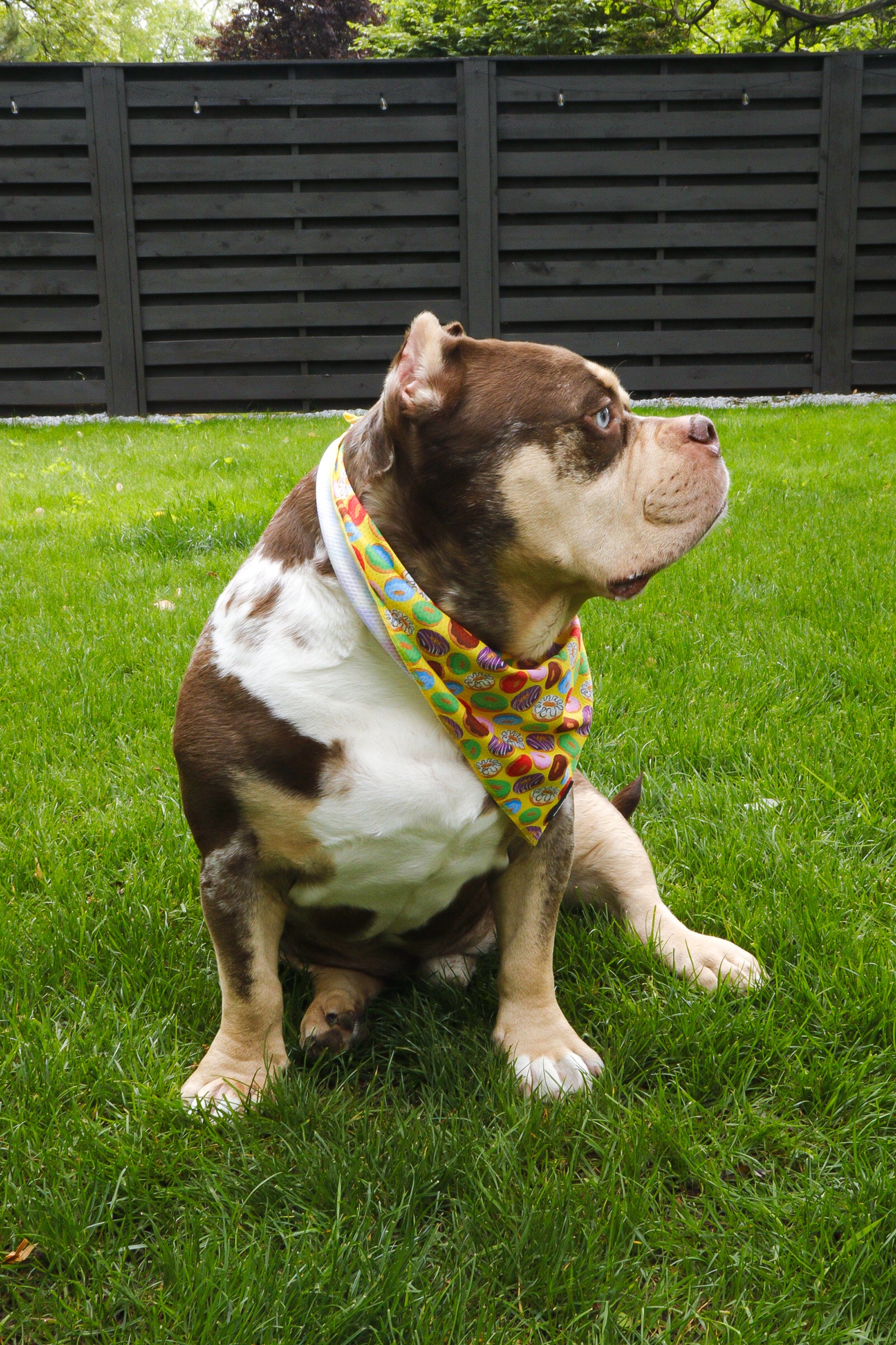 Donut Bandana