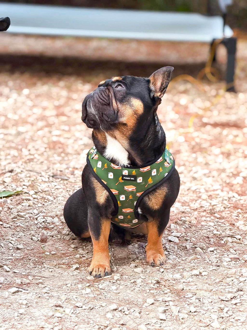 S'mores Adjustable Dog Harness
