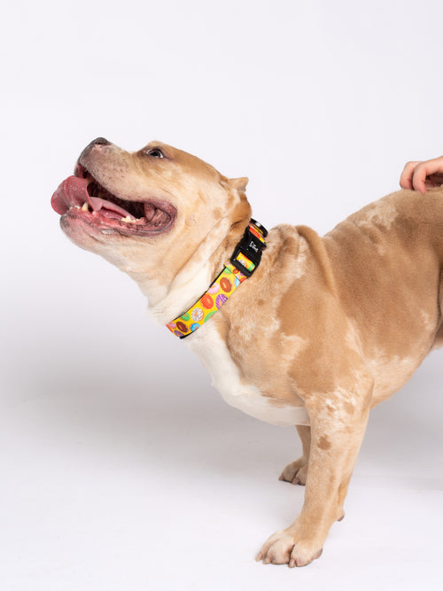 Donut Dog Collar