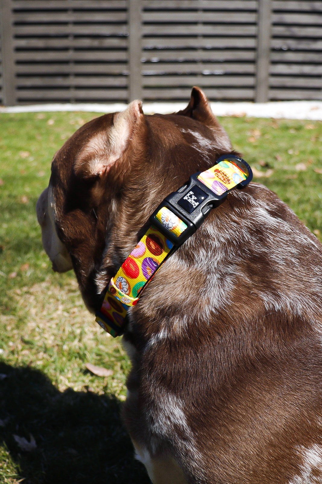 Donut Dog Collar
