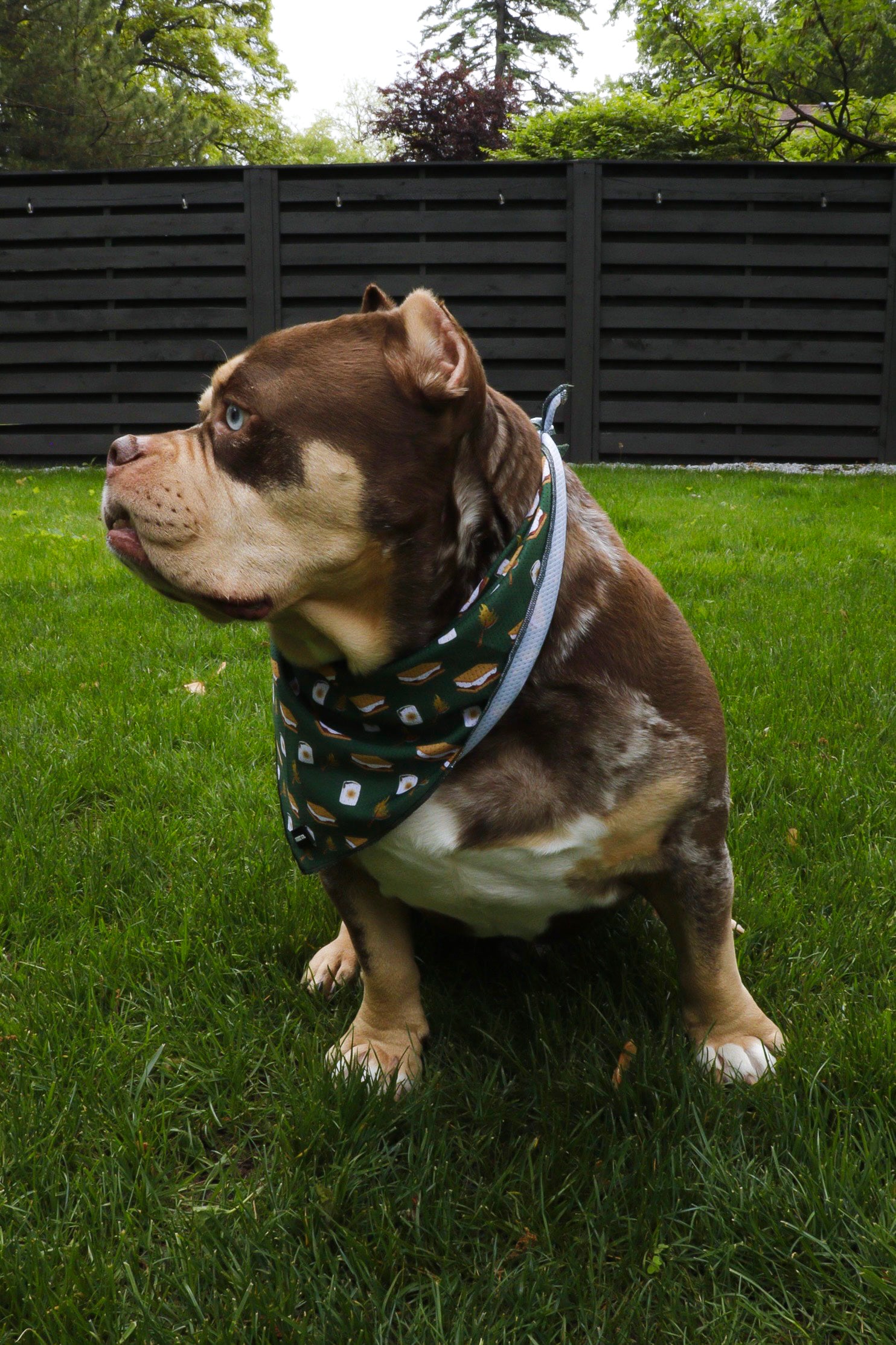S'mores Bandana