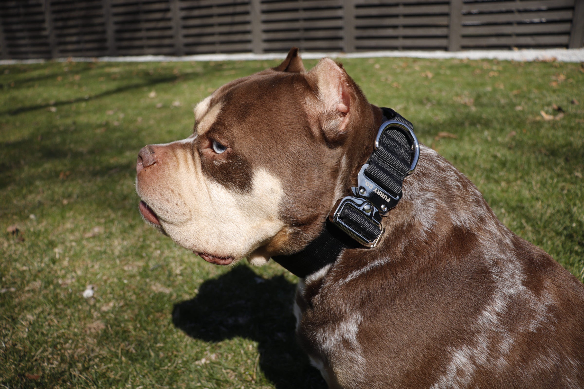 Tactical Collar