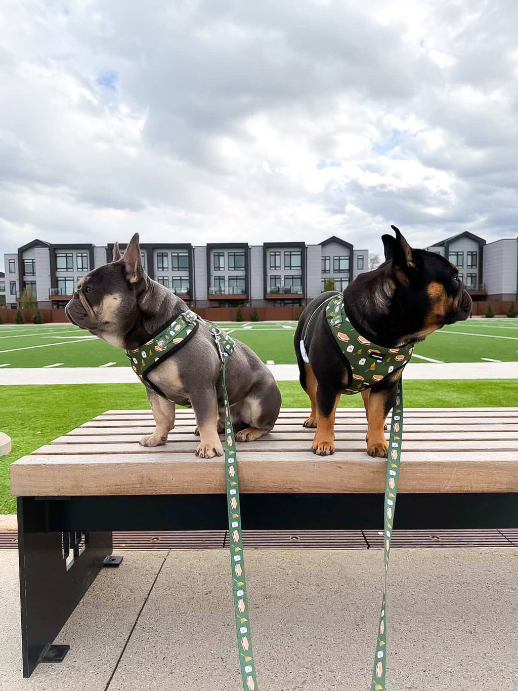 S'mores Adjustable Dog Harness