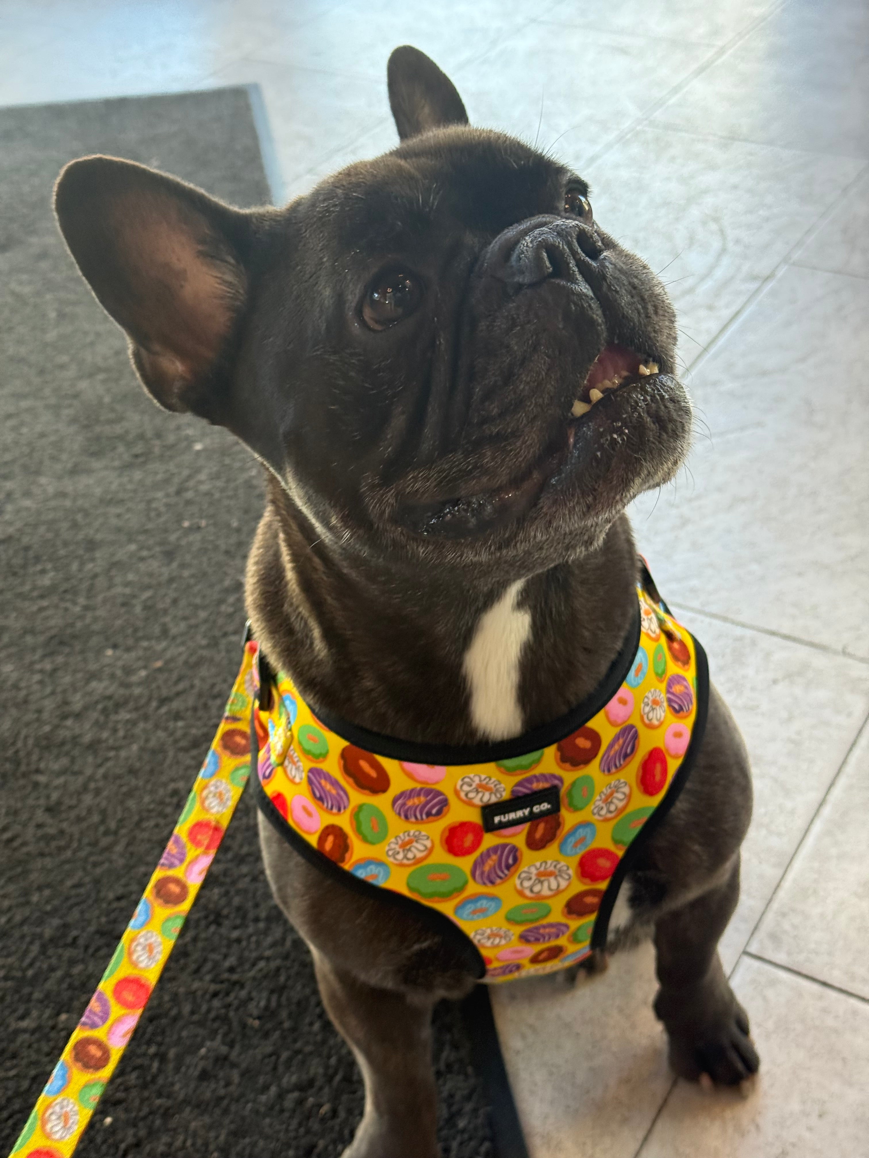 Donut Adjustable Dog Harness