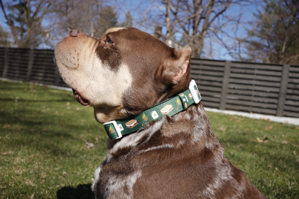 S'mores Dog Collar
