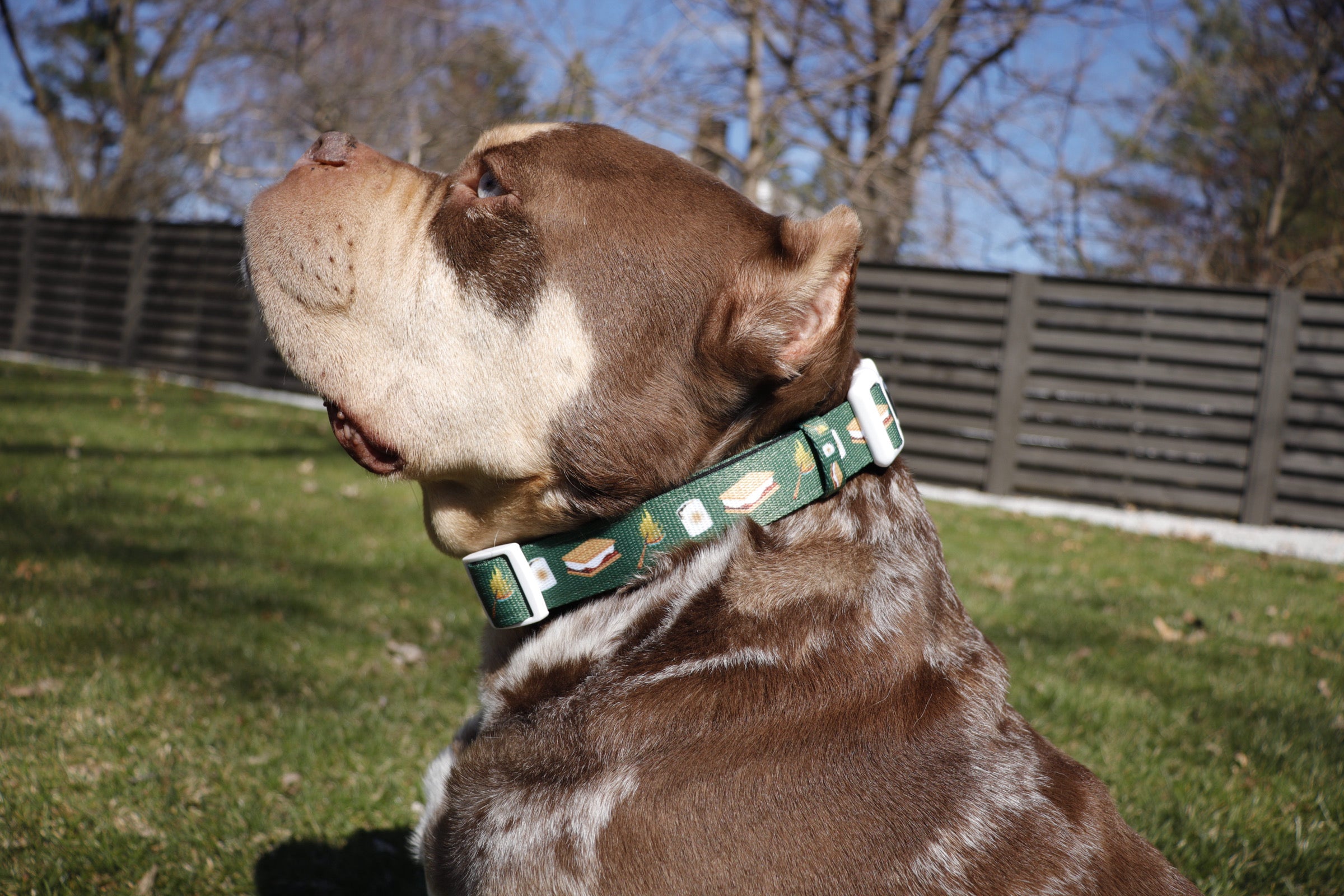 S'mores Dog Collar