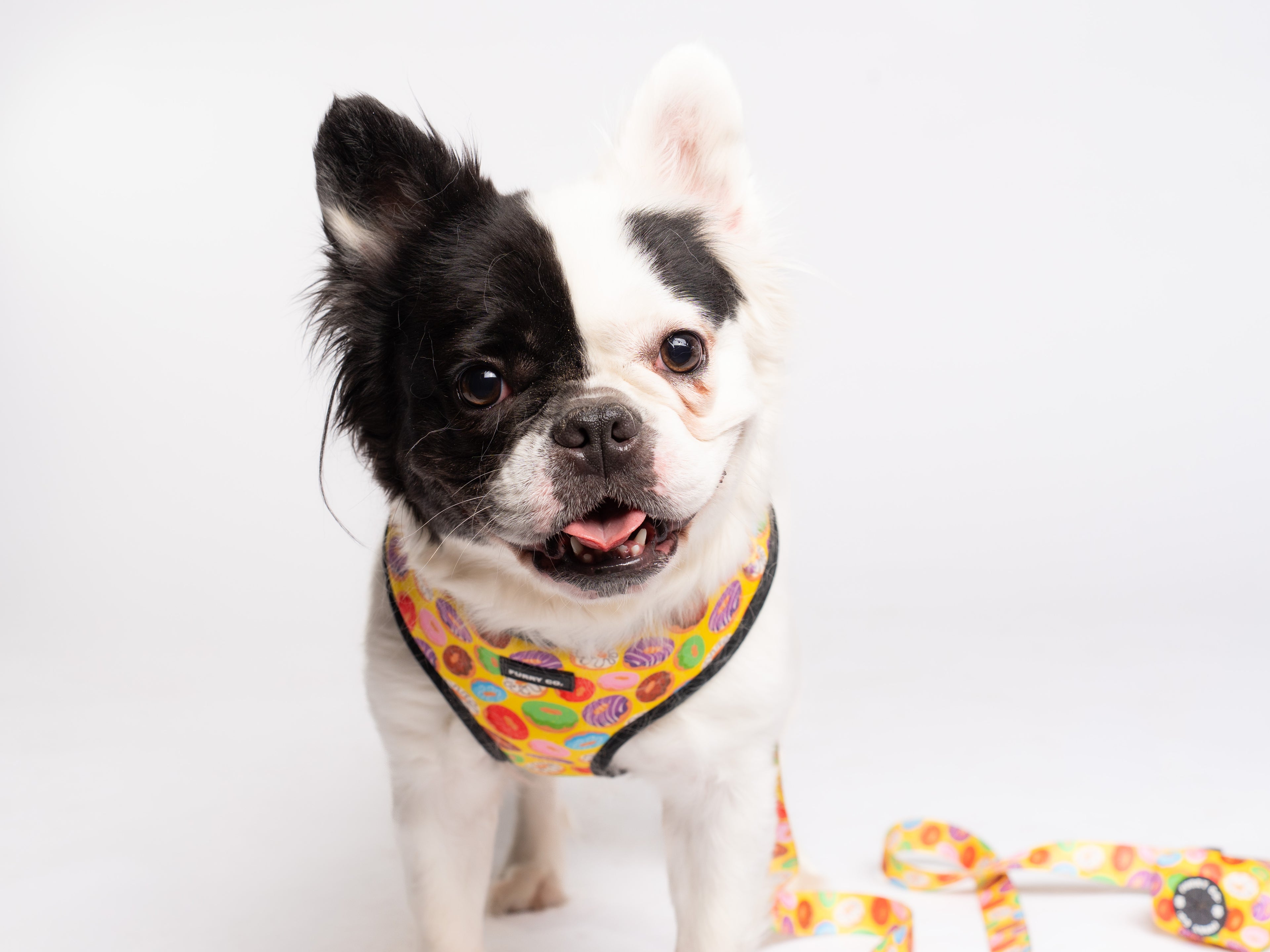 Donut Adjustable Dog Harness