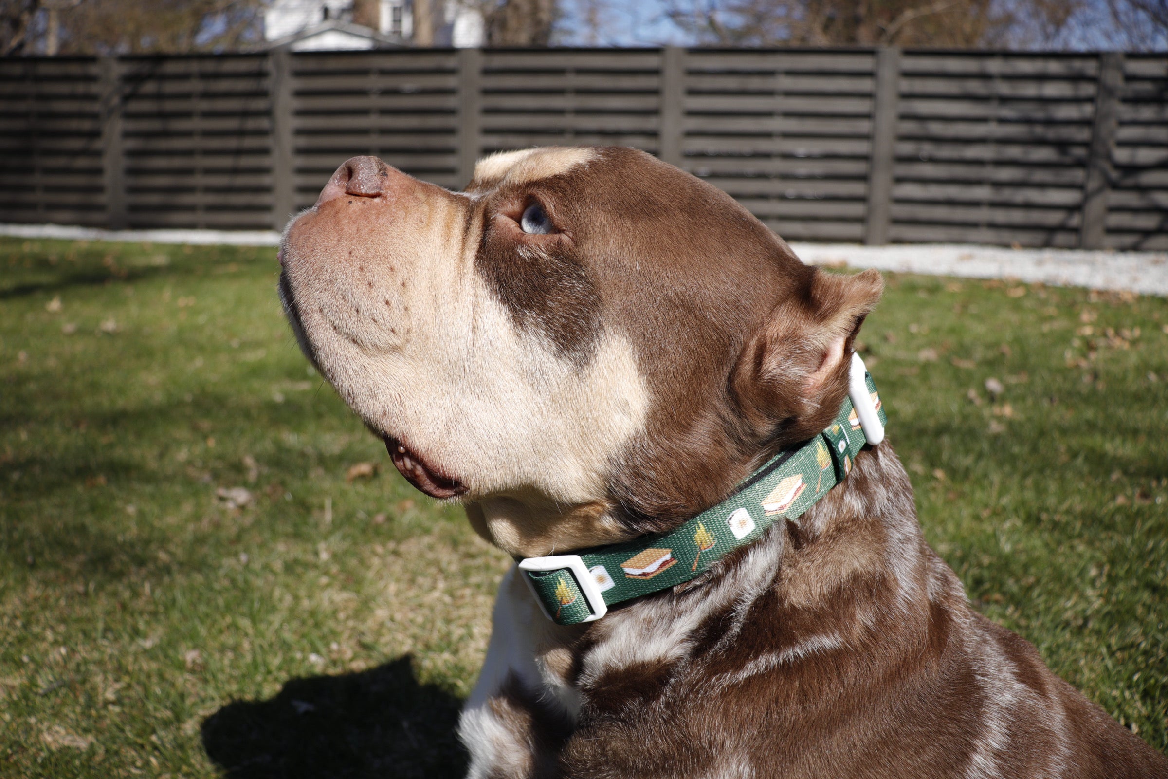S'mores Dog Collar