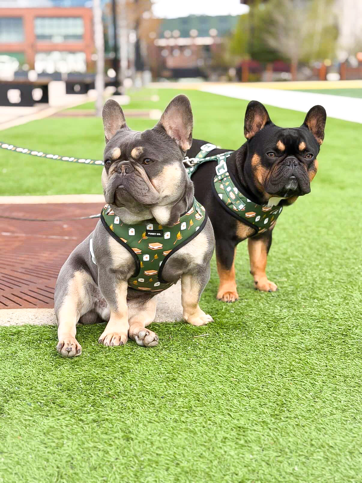 S'mores Adjustable Dog Harness