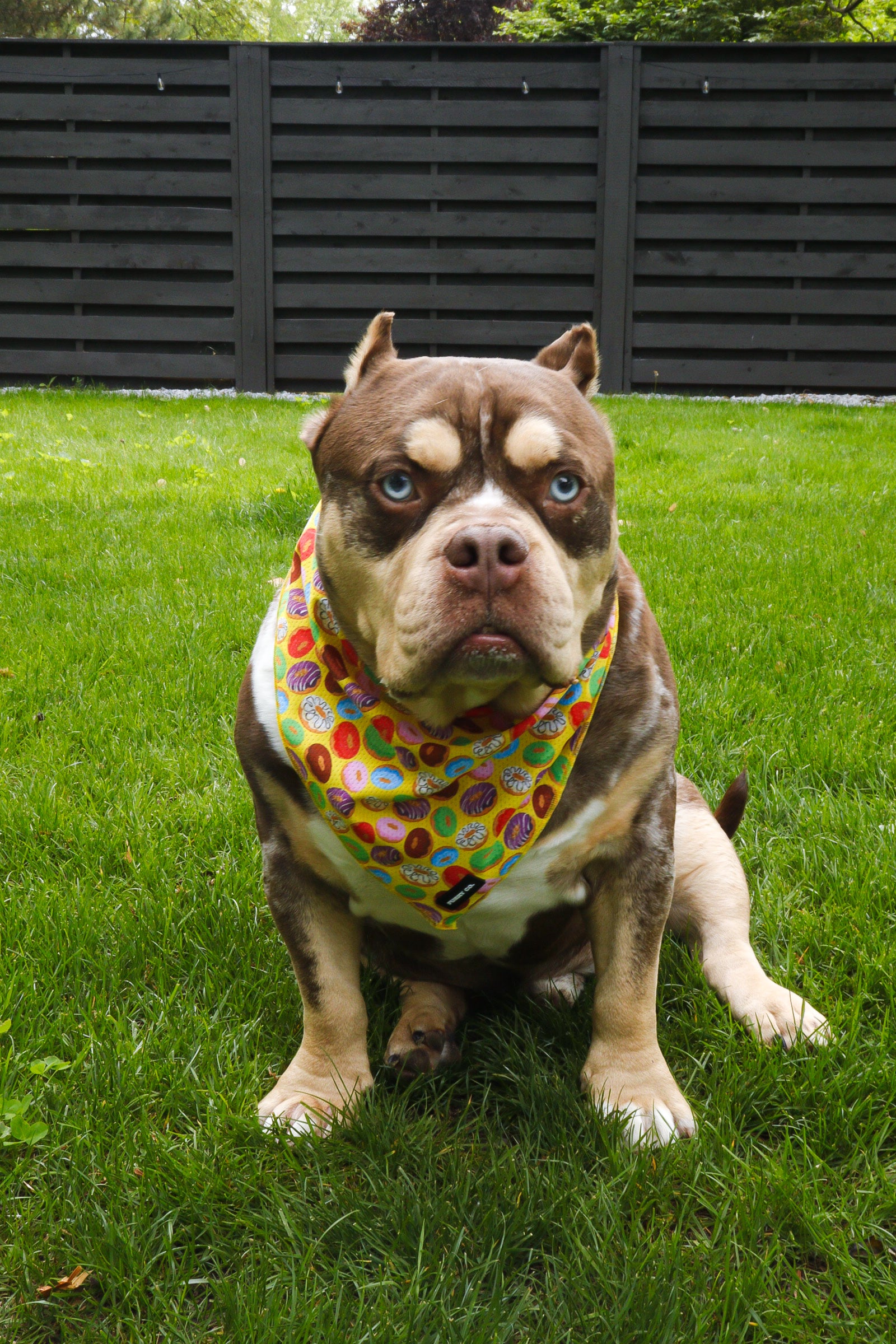 Donut Bandana